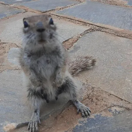 Dos Gatos Fuertaventura Ferienhaus