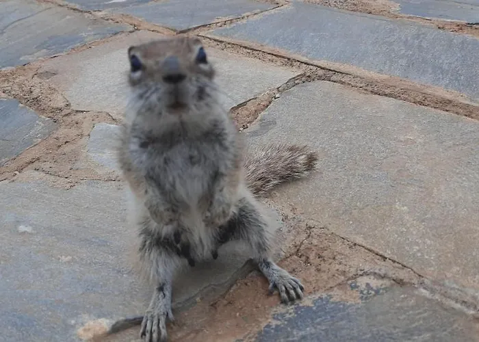 Dos Gatos Fuertaventura Nyaraló